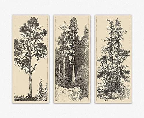Edukativni Vintage Trees posteri za sobu estetski-Vintage Line Crteži drveća Set 3 Wall Art Decor | Tree